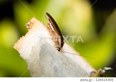 チャバネゴキブリの素材写真 トラップの食パンに食いついているゴキブリ チャバネゴキブリの素材写真 トラップの食パンに食いついているゴキブリ 126914369