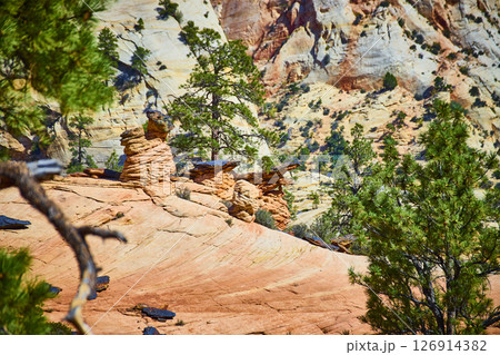 Sandstone and Pine in Zion Canyon Eye-Level View 126914382
