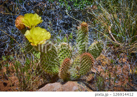 Prickly Pear Cactus with Yellow Flowers and Spines in Desert Close Up Eye Level Prickly Pear Cactus with Yellow Flowers and Spines in Desert Close Up Eye Level 126914412