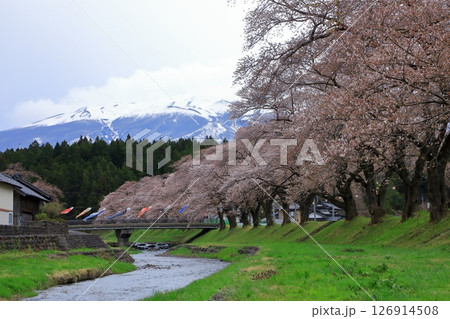 中山河川公園　桜並木と鳥海山 126914508