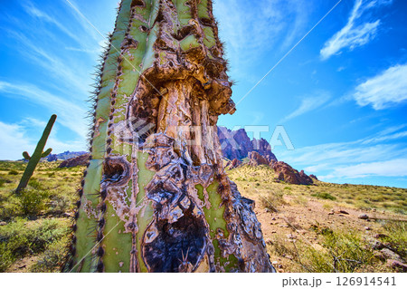 Weathered Saguaro Cactus and Desert Mountains Close Up Eye Level Perspective Weathered Saguaro Cactus and Desert Mountains Close Up Eye Level Perspective 126914541