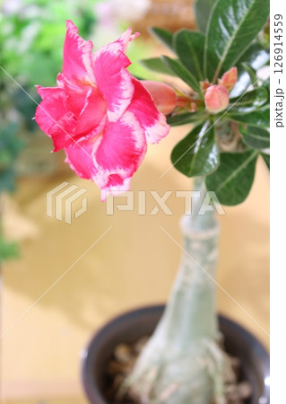 縦構図のアデニウム・オベスムの花 余白を活かした背景素材 塊根植物 縦構図のアデニウム・オベスムの花 余白を活かした背景素材 塊根植物 126914559