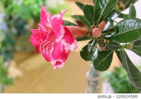【塊根植物・アデニウム・オベスム】 八重咲き／開花／鉢植え／キョウチクトウ科／東アフリカ原産 126914560