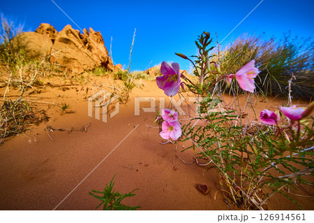 Pink Desert Wildflowers and Sandstone Formations with Ground Level Upward View 126914561