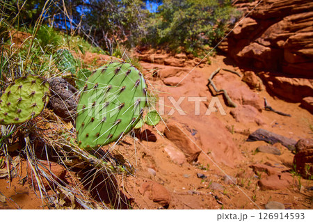 Prickly Pear Cactus Red Sandstone Desert Motion Close Up Perspective 126914593