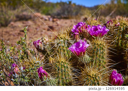 Desert Hedgehog Cactus with Pink Blooms Lost Dutchman State Park Close Up Eye 126914595