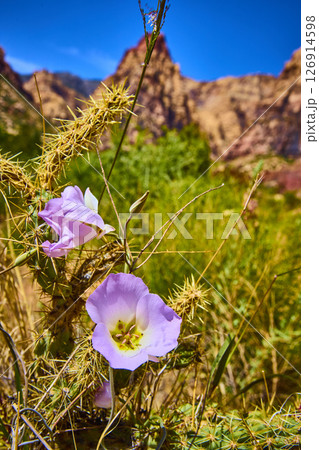 Desert Mariposa Lilies and Cactus Close Up with Red Rock Canyon in Soft Focus Desert Mariposa Lilies and Cactus Close Up with Red Rock Canyon in Soft Focus 126914598