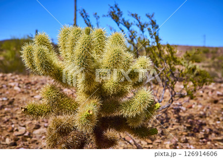 Cholla Cactus Desert Vegetation Golden Spines Eye Level Close Up 126914606