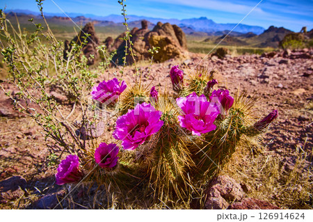 Blooming Magenta Cactus Flowers Lost Dutchman State Park Ground Level View 126914624