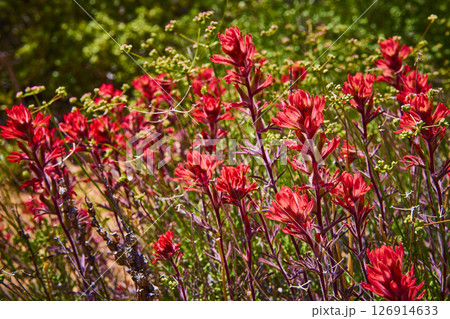 Indian Paintbrush Wildflowers and Desert Cactus in Bloom Eye Level Meadow View 126914633