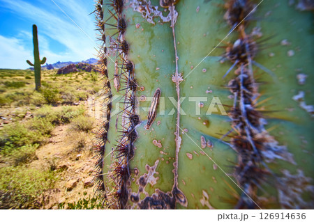 Saguaro Cactus Texture and Spines in Sunlit Arizona Desert Close Up Perspective 126914636
