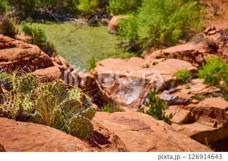 Prickly Pear Cactus and Red Sandstone Overlooking Desert Oasis Eye Level Prickly Pear Cactus and Red Sandstone Overlooking Desert Oasis Eye Level 126914643