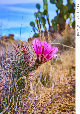 Blooming Cactus Flower and Spines in Desert Landscape Eye Level Perspective Blooming Cactus Flower and Spines in Desert Landscape Eye Level Perspective 126914645