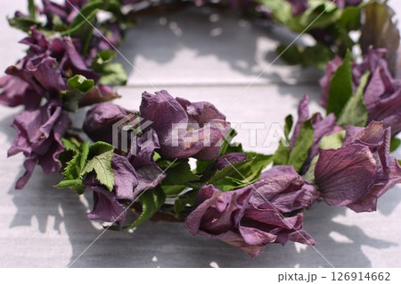 クリスマスローズのドライフラワーのリース  クリスマスローズのドライフラワーのリース  126914662