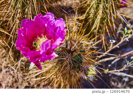 Magenta Cactus Flower and Golden Spines with Sunlit Detail Close Up Magenta Cactus Flower and Golden Spines with Sunlit Detail Close Up 126914670