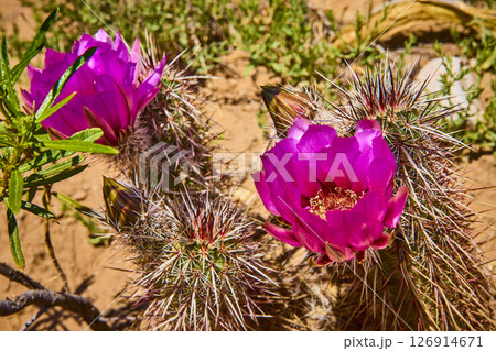 Blooming Magenta Cactus Flowers and Spines in Desert Close Up Eye Level 126914671
