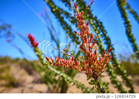 Ocotillo Blooming Desert Flower Close Up with Blue Sky Eye Level Perspective Ocotillo Blooming Desert Flower Close Up with Blue Sky Eye Level Perspective 126914729