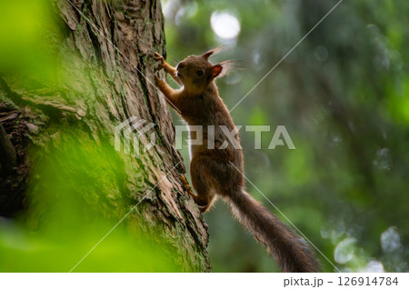A red squirrel in the forest. Squirrel Appreciation Day 126914784