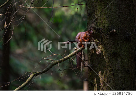 A red squirrel in the forest. Squirrel Appreciation Day 126914786