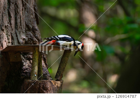 European Great Spotted Woodpecker feeding on forest bird feeder peanuts in Spring. Wildlife food shortage. Climate change wildlife 126914787