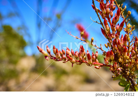 Ocotillo Desert Flower Buds with Blue Sky Eye Level Close Up Ocotillo Desert Flower Buds with Blue Sky Eye Level Close Up 126914812