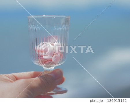 ピンク色の桜貝を入れたグラスを持つ手 ピンク色の桜貝を入れたグラスを持つ手 126915132