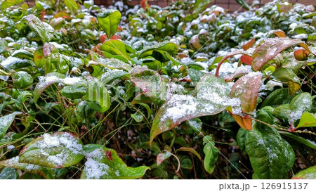 雪 初雪 霜 みぞれ 霙 あられ 霰 観葉植物 植物 グリーン 植木 庭 雪 初雪 霜 みぞれ 霙 あられ 霰 観葉植物 植物 グリーン 植木 庭 126915137