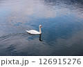 鳥 白鳥 スワン 126915276