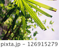 植物 工場 プランツ 126915279