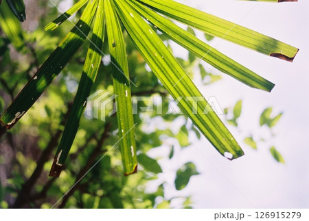 植物 工場 プランツ 126915279
