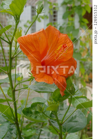 A red poppy flower and an orange flower bloom in the summer garden, showcasing their vibrant petals in natural beauty 126915312