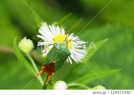 ハルジオンの花に止まるヒメハサミツノカメムシ(オス) ハルジオンの花に止まるヒメハサミツノカメムシ(オス) 126915480