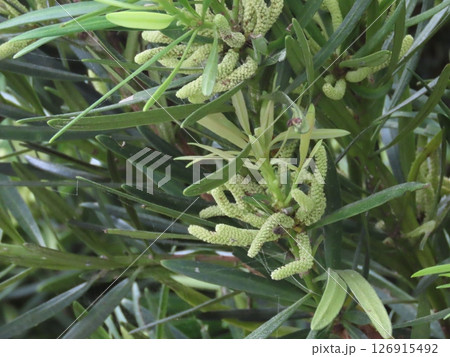 開花した白いイヌマキの花 開花した白いイヌマキの花 126915492