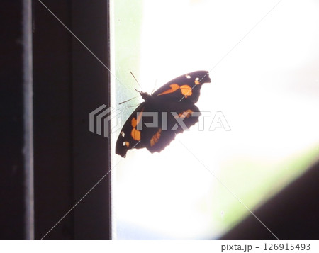 窓ガラスにとまる蝶のテングチョウ 窓ガラスにとまる蝶のテングチョウ 126915493