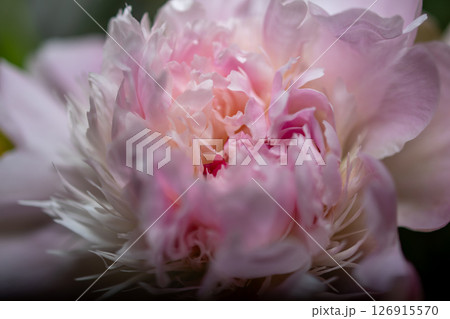 Close up of the centre of a pink peony . High quality photo 126915570