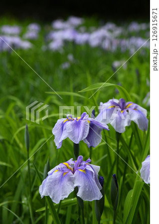 雨上がりの花菖蒲 126915671
