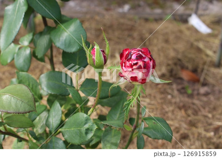 rose buds with red edging of petals rose buds with red edging of petals 126915859