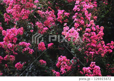見頃になった、紅いサルスベリの花 126915872