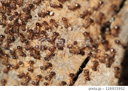 梅雨の季節、繁殖のために働くアミメアリ 梅雨の季節、繁殖のために働くアミメアリ 126915932