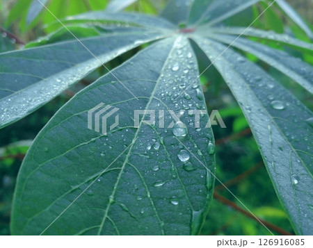 Fresh Cassava Leaf with Morning Dew.  126916085