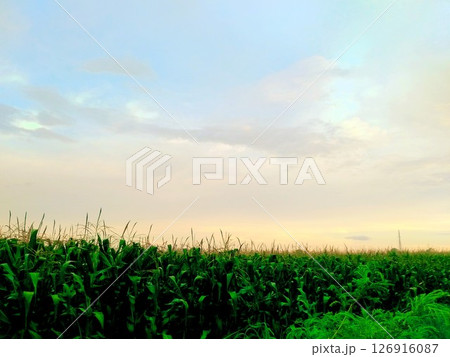 Morning Atmosphere in a Cornfield. Morning Atmosphere in a Cornfield. 126916087