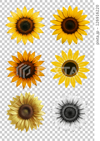 Material_Sunflower 6 types set 126916220