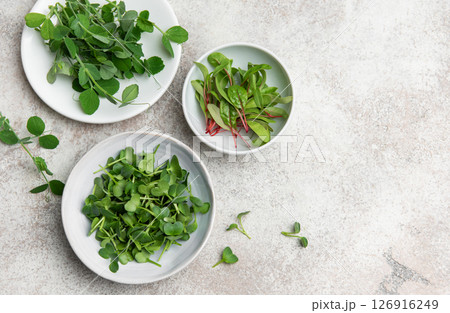 Microgreens growing in small bowls on gray background 126916249