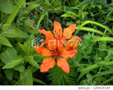 Orange Tiger Lily Flower in Bloom. orange tiger lily Orange Tiger Lily Flower in Bloom. orange tiger lily 126916384