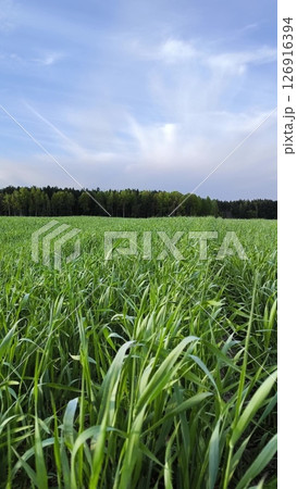 green field and blue sky, rural agricultural landscape. beautiful green meadow. Vertical green field and blue sky, rural agricultural landscape. beautiful green meadow. Vertical 126916394