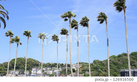 逗子マリーナ 逗子マリーナ 126916500