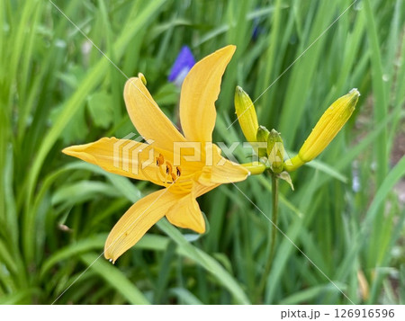 ニッコウキスゲ_夏の花_黄色い花 ニッコウキスゲ_夏の花_黄色い花 126916596