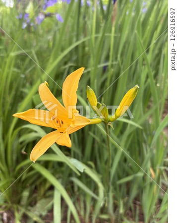 ニッコウキスゲ_夏の花_黄色い花 ニッコウキスゲ_夏の花_黄色い花 126916597