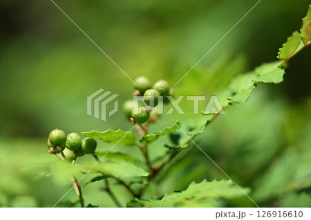 サンショウ（山椒）の青い実 126916610