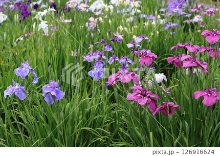 堀切菖蒲園 菖蒲の見頃 堀切菖蒲園 菖蒲の見頃 126916624